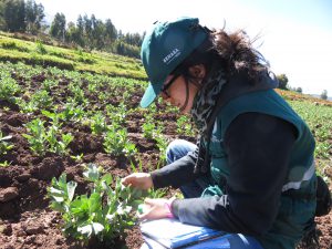 Senasa fomenta el Manejo Integrado de Plagas en cultivo de haba 1