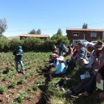 Senasa fomenta el Manejo Integrado de Plagas en cultivo de haba