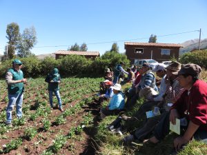 Senasa fomenta el Manejo Integrado de Plagas en cultivo de haba