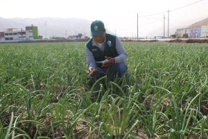 Senasa garantiza calidad de cebolla para exportacion - Arequipa
