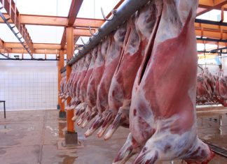 Senasa inspecciona condiciones sanitarias de faenado en mataderos autorizados de Puno