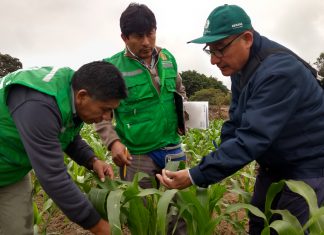 Ica: Senasa instruye a municipios para mejorar sanidad agraria