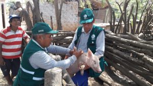 Senasa intensifica vacunación contra Peste Porcina Clasica en Centro Poblado El Milagro