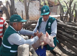 La Libertad: Senasa intensifica vacunación contra Peste Porcina Clásica en Centro Poblado El Milagro