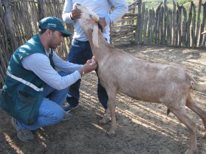 Senasa monitorea incidencia de Brucelosis con toma de muestras sanguíneas