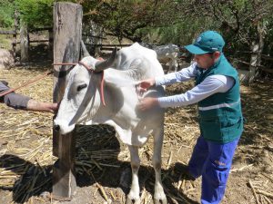 Senasa previene brotes de rabia con vacunación a más de 28 mil bovinos