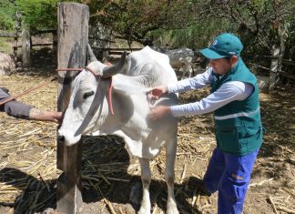 Apurímac: Senasa previene brotes de rabia con vacunación de 28 mil 533 bovinos