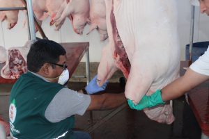 Senasa realiza vigilancia de Peste Porcina Clásica en Moquegua