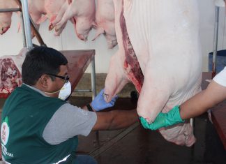 Senasa realiza vigilancia de Peste Porcina Clásica en Moquegua