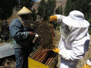 Senasa resguarda sanidad apicola en Cusco