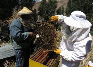 Senasa resguarda sanidad apícola en Cusco