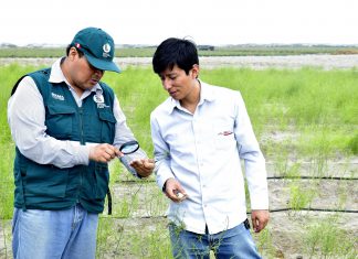 La Libertad: Senasa supervisa ensayo eficacia de plaguicidas en cultivo de espárrago