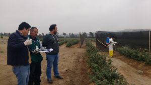 Senasa supervisa ensayos de eficacia en cultivos de arandanos