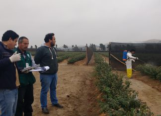 Vegueta: Senasa supervisa ensayos de eficacia en cultivos de arándanos