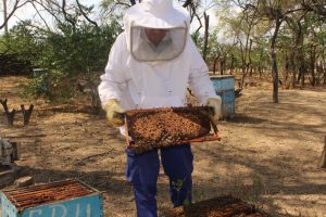 Senasa toma medidas para disminuir prevalencia de varroa en Lambayeque