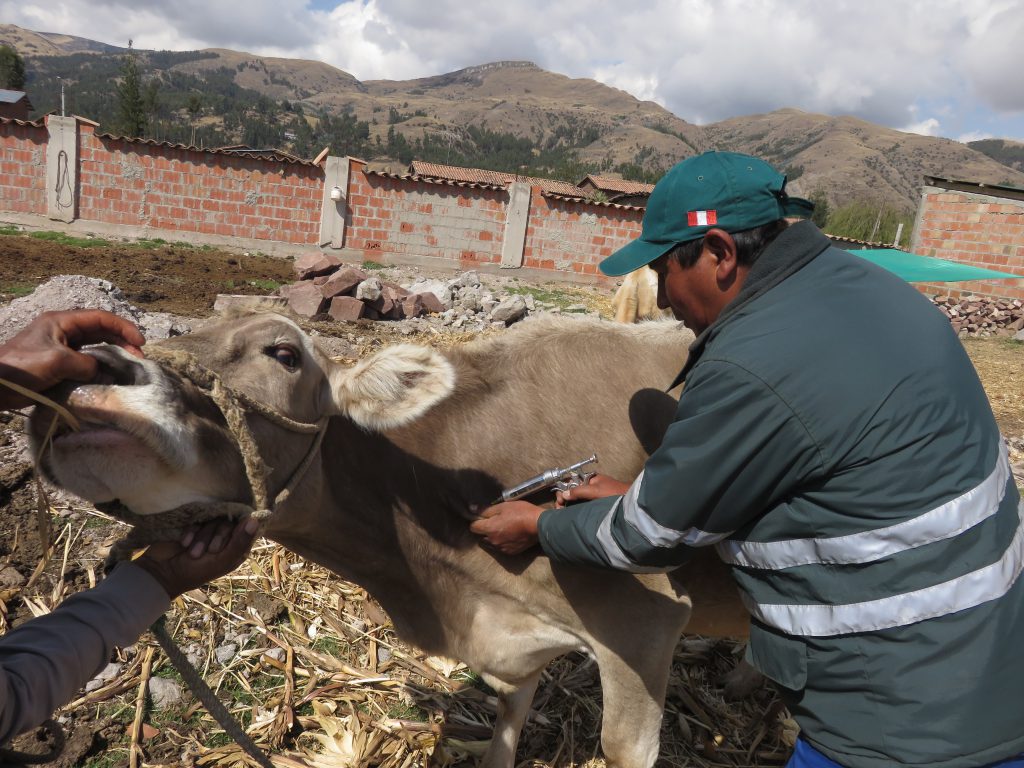 Senasa vacunó a más de 59 mil animales contra carbunco sintomático en Cusco 3