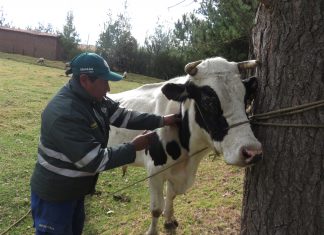 Cusco: Senasa vacunó a más de 59 mil animales contra carbunco sintomático