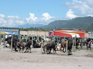 Senasa verifica cumplimiento de normativa en plaza pecuaria de Nueva Cajamarca