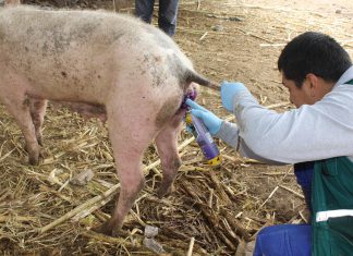 Lambayeque: Senasa visita predios para determinar prevalencia de gusano barrenador
