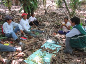 Senasa y productores desarrollan acciones para optimizar producción de cacao Chuncho