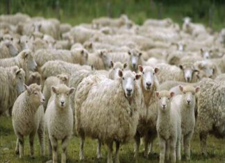 Se aprueban requisitos para importación de semen congelado de ovino español