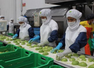 Agraria.pe – Adex: No son aprovechadas oportunidades por la agroindustria en mercado australiano