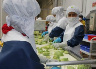 Gestión – Adex: Agroexportaciones peruanas ascendieron a US$ 2,363 millones