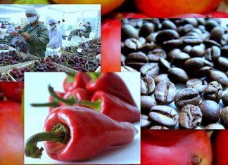 Agraria.pe – Agrodata: Agroexportaciones crecieron 0.33% en el primer semestre del año