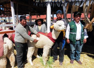 Agro Rural: Lana de alpaca de Puno en record Guinness