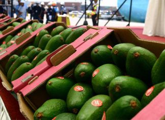 Agraria. pe – Comex Perú: Palta Hass dentro de los 10 principales productos de exportación de Perú
