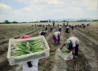 Agraria.pe – USDA: Producción de espárragos en Perú crecería ligeramente en el presente año