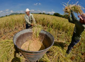 Agraria.pe – INEI: Producción de arroz se redujo en 40.30% en mayo del presente año