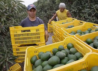 Gestión: ¿Cuál es el aporte de la tecnología al desarrollo agrícola?