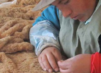 Serfor: Se trasladó 17 vicuñas de la Isla Suasi a la comunidad Santa Ana en Puno, para su conservación y manejo