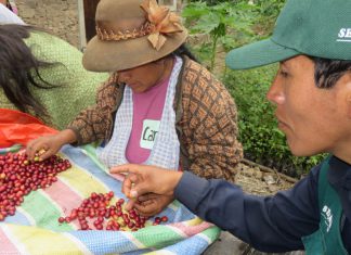 Más de 24,200 cafetaleros organizados capacitados por SENASA