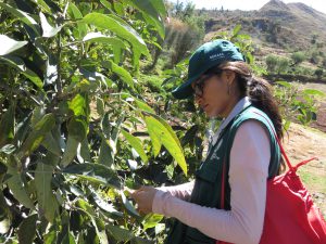 Evaluacion de cultivos de palta para deteccion de plagas