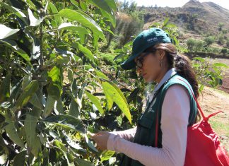 Cusco: Evaluación de cultivos de palta en Limatambo para detección de plagas