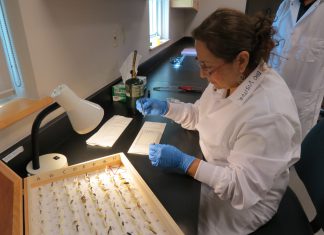 SENASA: Nueva tecnología permitirá pronta detección y diagnóstico de plagas agrícolas