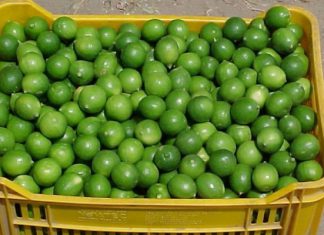 Piura se consolida como primera región agroexportadora de Limón