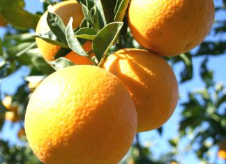 Agraria.pe: Se incrementó el volumen y valor de exportaciones de naranjas