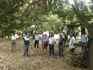 Senasa - Agricultores comprometidos con el control de moscas de la fruta en la región Piura