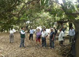 Agricultores comprometidos para controlar mosca de la fruta en Piura