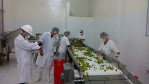 Senasa - Auditoría a establecimiento de procesamiento primario de camu camu