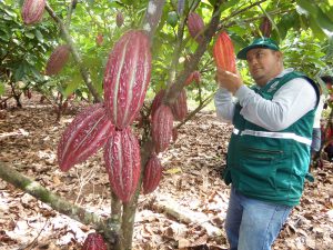 Senasa - Cacaoteros beneficiados con enseñanzas en manejo integrado de plagas
