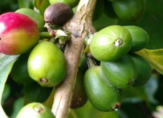 El Peruano: Envíos de café superarán los US$ 800 millones en el 2017