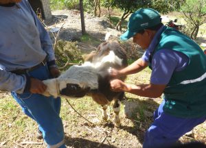 Senasa - Campaña contra Carbunco sintomático registra vacunación de 31 mil 939 animales