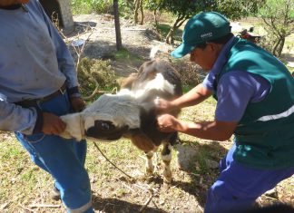 Apurímac: Campaña contra Carbunco sintomático registra vacunación de 31 mil 939 animales