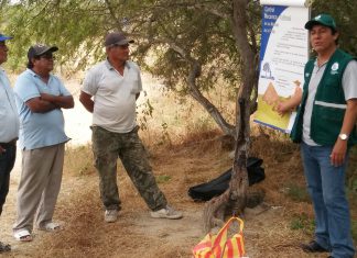 Tumbes: Senasa capacita a productores de ciruela en técnicas de control de mosca de la fruta