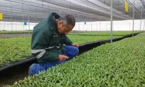 Senasa - Cuarentena posentrada de semillas de capsicum en Sayán
