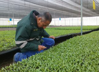 Senasa: Cuarentena posentrada de semillas de capsicum en Sayán